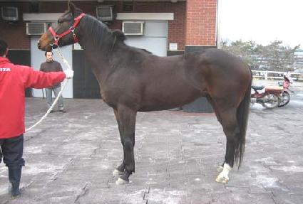 ���������� ����