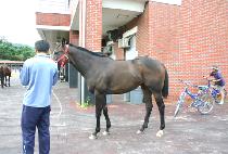 ������ (BIRDIE QUEEN) ����