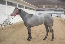 ȭ��Ʈ���� (WHITE STORM) ����