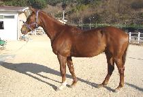 �ο������� (ROYAL SUNDAY) ����