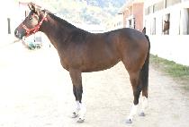 ��Ʈ (FACT) ����