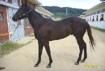 ���ϵ�۷θ� (WILD GLORY) ����