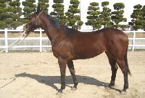 �ž� (SSINGSSING) ����