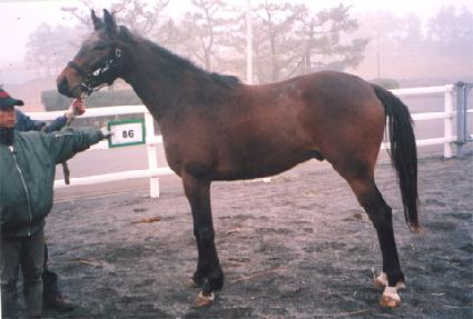 ����Ʈ��Ÿ�� ����