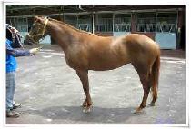 ������������ (WESTERN PRINCE) ����