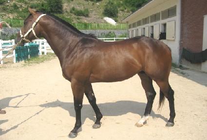 ���Ǹ������� ����