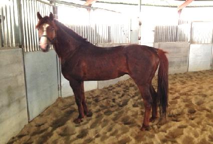 ������ ����