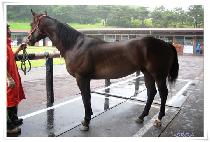 �Ѷ�ǳ (HALLA YEOLPUNG) ����