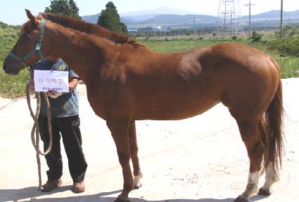 �Ƹ����� ����