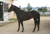 ��Ʈ������ (LAST FOREVER) ����