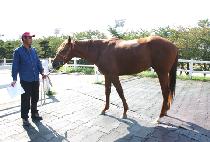 �ݺ�Ư�� (GEUMBIT TEUKGEUP) ����