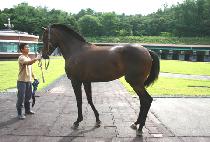 ����ȱ��� (SPECIAL  GUNDAN) ����