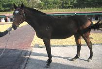 �Ҳ���� (BULKKOT JANGSA) ����