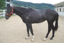 ������� (GOLD  HUNTER) ����