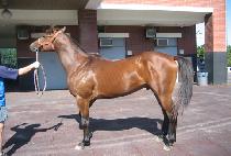 ������ (OREGON) ����