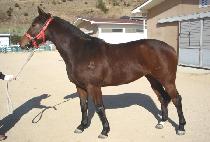 ���γ� (BELLONA) ����