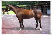 ���ǵ帲 (HAPPY DREAM) ����