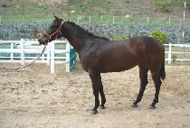 �����ǽ�ȭ (GIJEOGUI SINHWA) ����