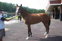 ũ���� (CROWN YEOGEOL) ����