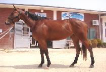 Ž����� (TAMNA KWAEGEOL) ����