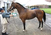 ī�߶� (KAVALA) ����