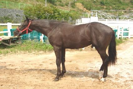 �λ�ŵ� ����