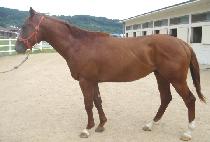 �޺��÷��� (COMBI PLAY) ����