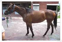 ���� (SANHA) ����