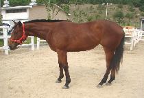 ������� (GAMUN DAEGIL) ����