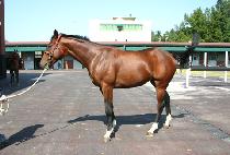 ����Ȳ (BONGGUHWANG) ����