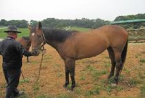 �Ƿ翧 (SILHOUETTE) ����