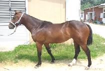 ����Ŀ�� (IMPECCABLE) ����