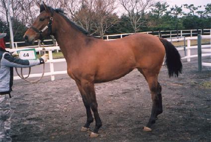 ��ǳ ����