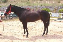 �ݺ����� (GEUMBIT YEOSIN) ����