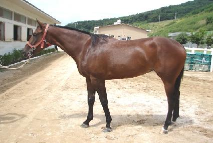 �ΰ�ź�� ����