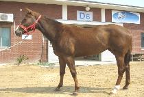 ������� (SNOW FOUR) ����