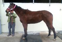 �����Ĩ (TOP BLUECHIP) ����