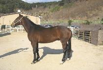 �ο��̷�Ŭ (ROYAL MIRACLE) ����