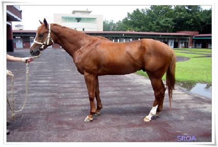 Ʈ���� ����