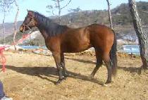 �ÿ��Ǵ�� (SIONUI DAERO) ����