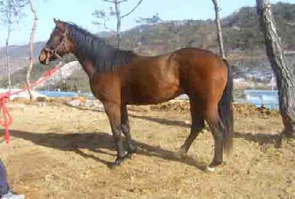 �ÿ��Ǵ�� ����