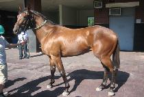 �ƽ������� (MAX GALLOPER) ����