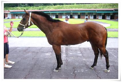 ���׸� ����