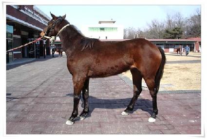 Ʈ���̷��� ����