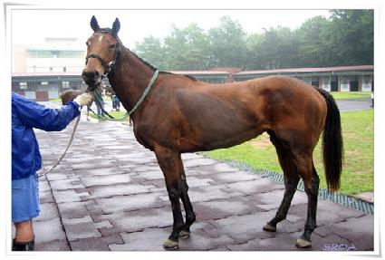 ����Ʈ���� ����