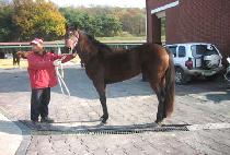 ���� (CHOYU) ����