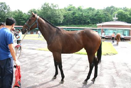 �����̾� ����