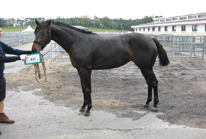 ����Ʈ��Ƽ�巡���ڸ� ����