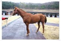 �ֻ�� (CHOISANGBONG) ����