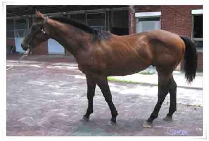 Ʈ����ĳ�� ����